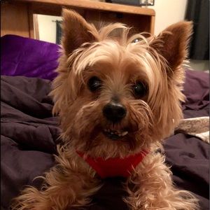 Meet your Posher, Molly